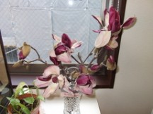 お花が綺麗な季節になりましたね！